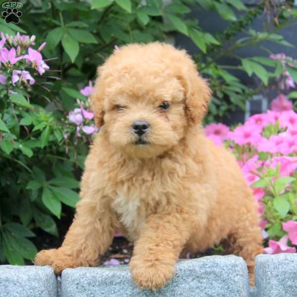 Jake, Miniature Poodle Mix Puppy