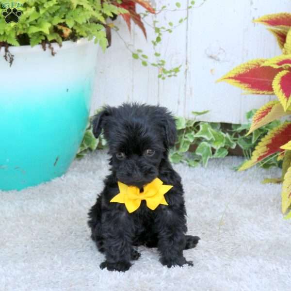 Jake, Yorkie Poo Puppy