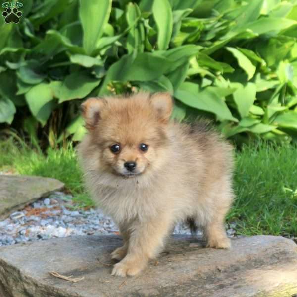 Jake, Pomeranian Puppy
