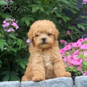 Jake, Miniature Poodle Mix Puppy