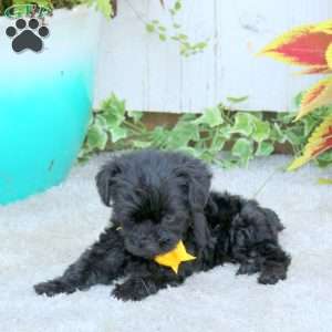 Jake, Yorkie Poo Puppy