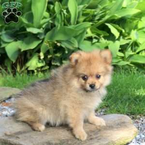 Jake, Pomeranian Puppy