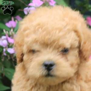 Jake, Miniature Poodle Mix Puppy