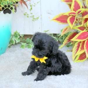 Jake, Yorkie Poo Puppy