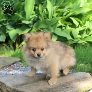 Jake, Pomeranian Puppy