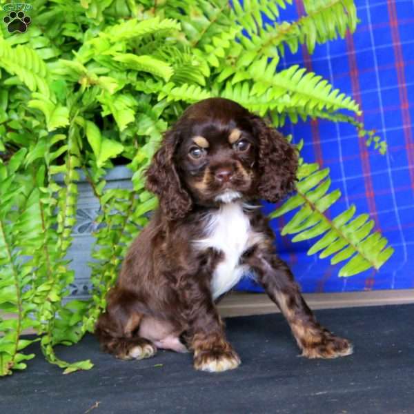 Jake, Cocker Spaniel Puppy