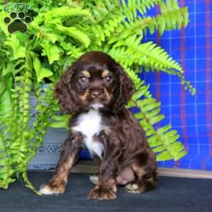 Jake, Cocker Spaniel Puppy