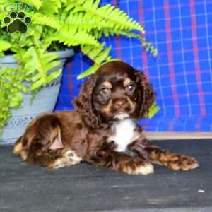 Jake, Cocker Spaniel Puppy