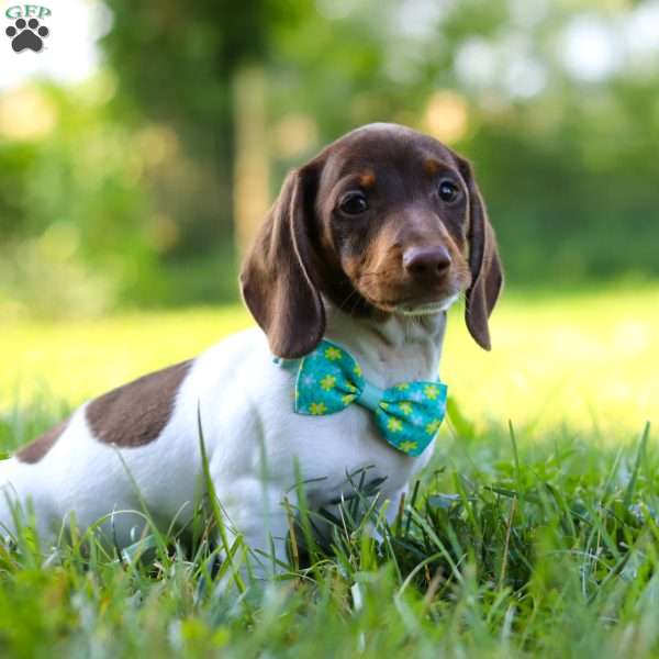 Jake, Dachshund Puppy