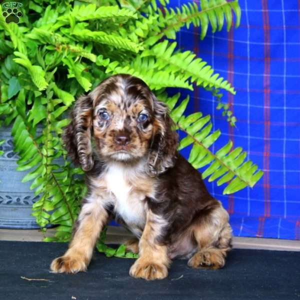 Jalen, Cocker Spaniel Puppy