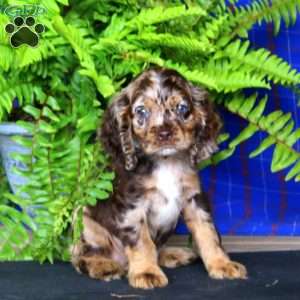 Jalen, Cocker Spaniel Puppy