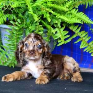 Jalen, Cocker Spaniel Puppy