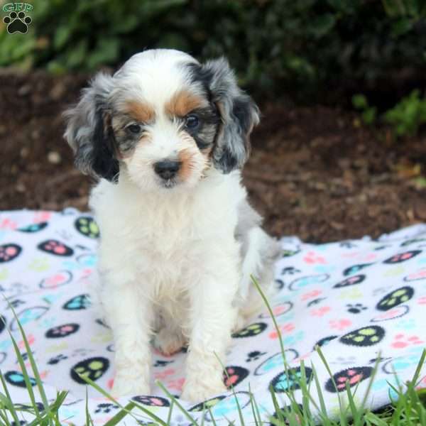 Jalena, Cavapoo Puppy