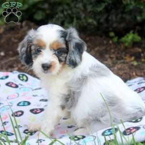 Jalena, Cavapoo Puppy