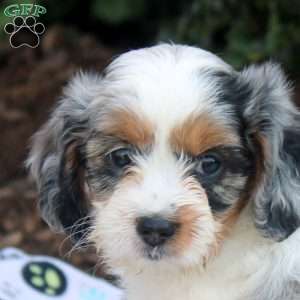 Jalena, Cavapoo Puppy