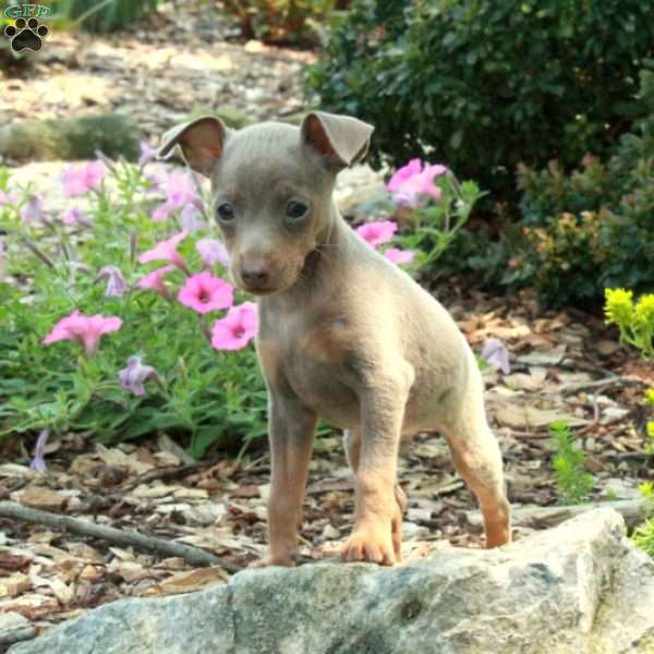 James, Miniature Pinscher Puppy