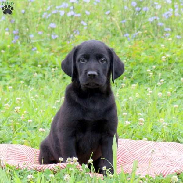 James, Golden Labrador Puppy