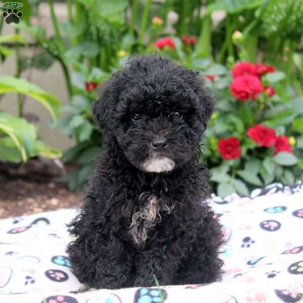 Jamie, Miniature Poodle Puppy