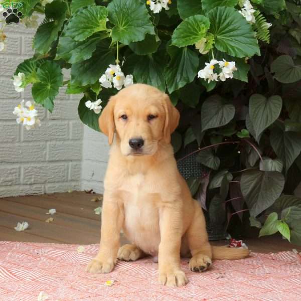 James, Golden Labrador Puppy