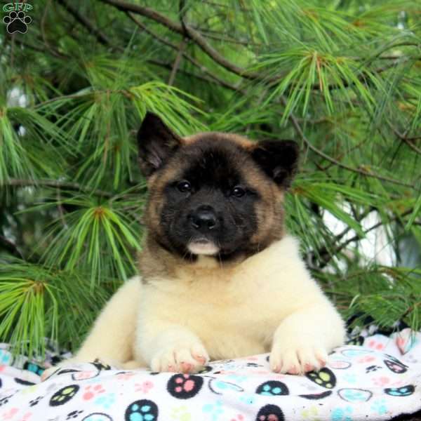 James, Akita Puppy