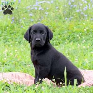 James, Golden Labrador Puppy