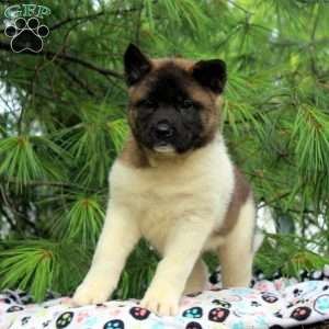 James, Akita Puppy