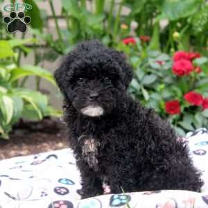 Jamie, Miniature Poodle Puppy