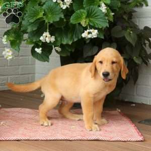 James, Golden Labrador Puppy
