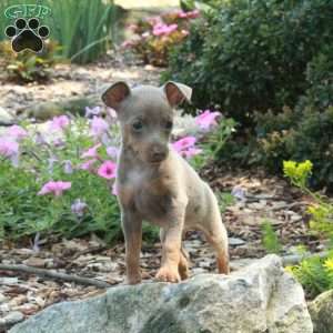 James, Miniature Pinscher Puppy