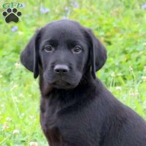 James, Golden Labrador Puppy