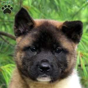 James, Akita Puppy