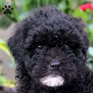 Jamie, Miniature Poodle Puppy