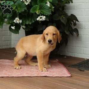 James, Golden Labrador Puppy