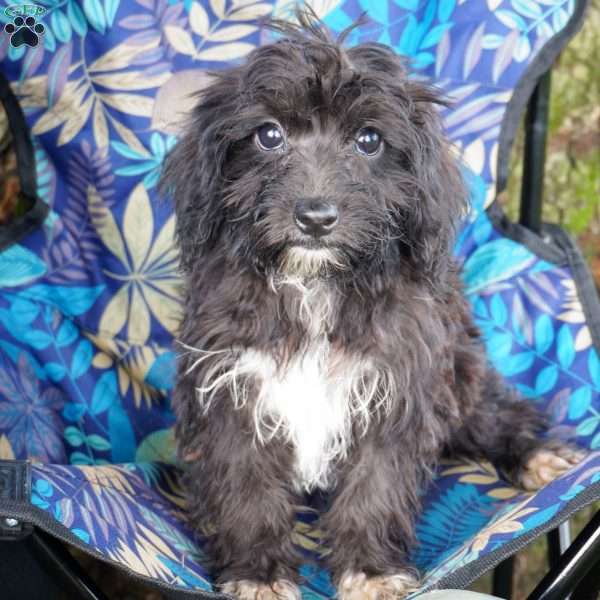 James, Yorkie-Chon Puppy