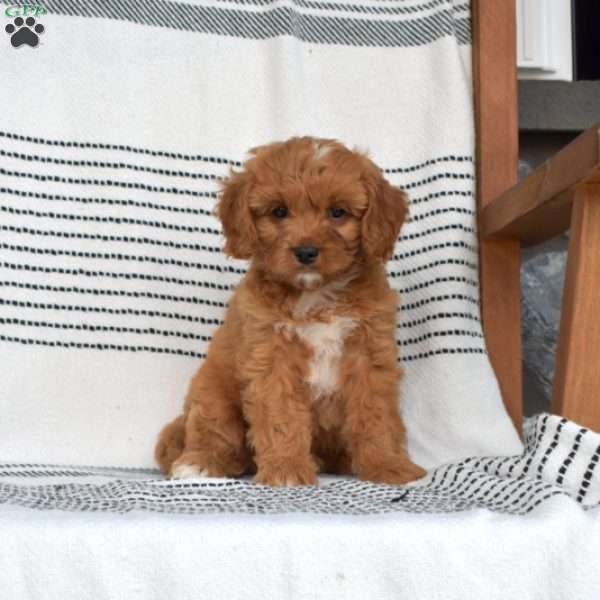Jamie, Cavapoo Puppy
