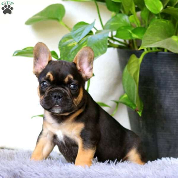Jamie, French Bulldog Puppy