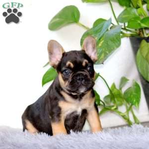 Jamie, French Bulldog Puppy