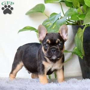 Jamie, French Bulldog Puppy