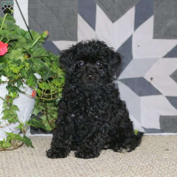 Janae, Miniature Poodle Puppy