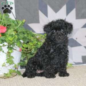 Janae, Miniature Poodle Puppy