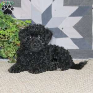 Janae, Miniature Poodle Puppy