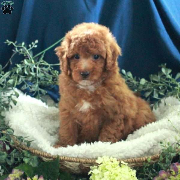 Jane, Miniature Poodle Puppy