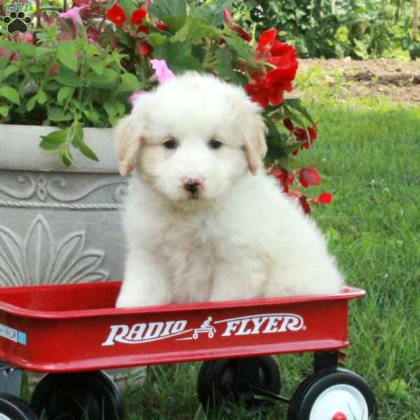 Jane, Miniature Poodle Mix Puppy