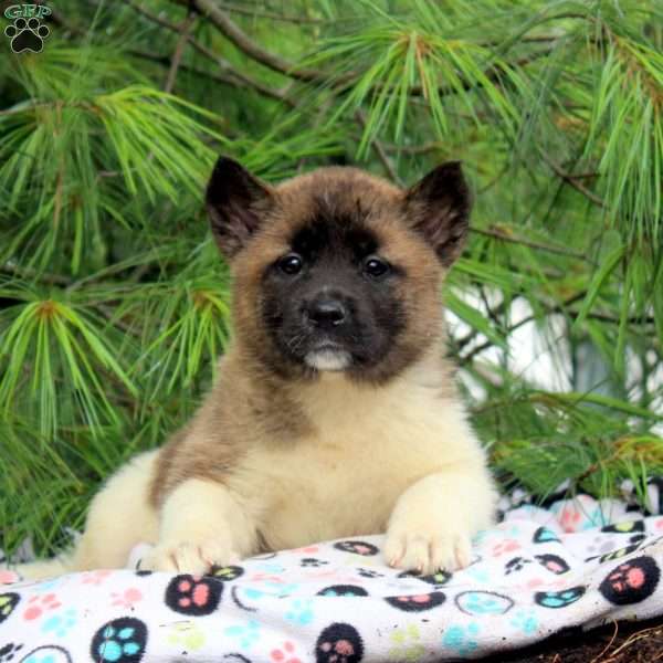 Jane, Akita Puppy