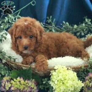 Jane, Miniature Poodle Puppy