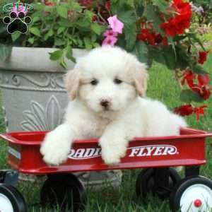 Jane, Miniature Poodle Mix Puppy