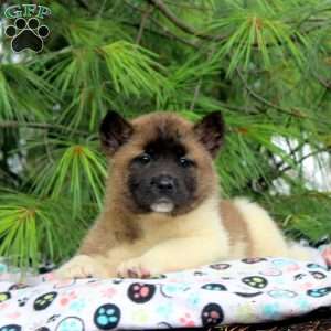 Jane, Akita Puppy