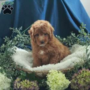 Jane, Miniature Poodle Puppy