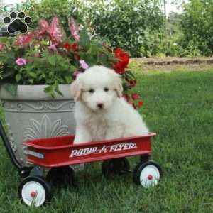 Jane, Miniature Poodle Mix Puppy