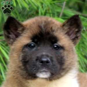 Jane, Akita Puppy